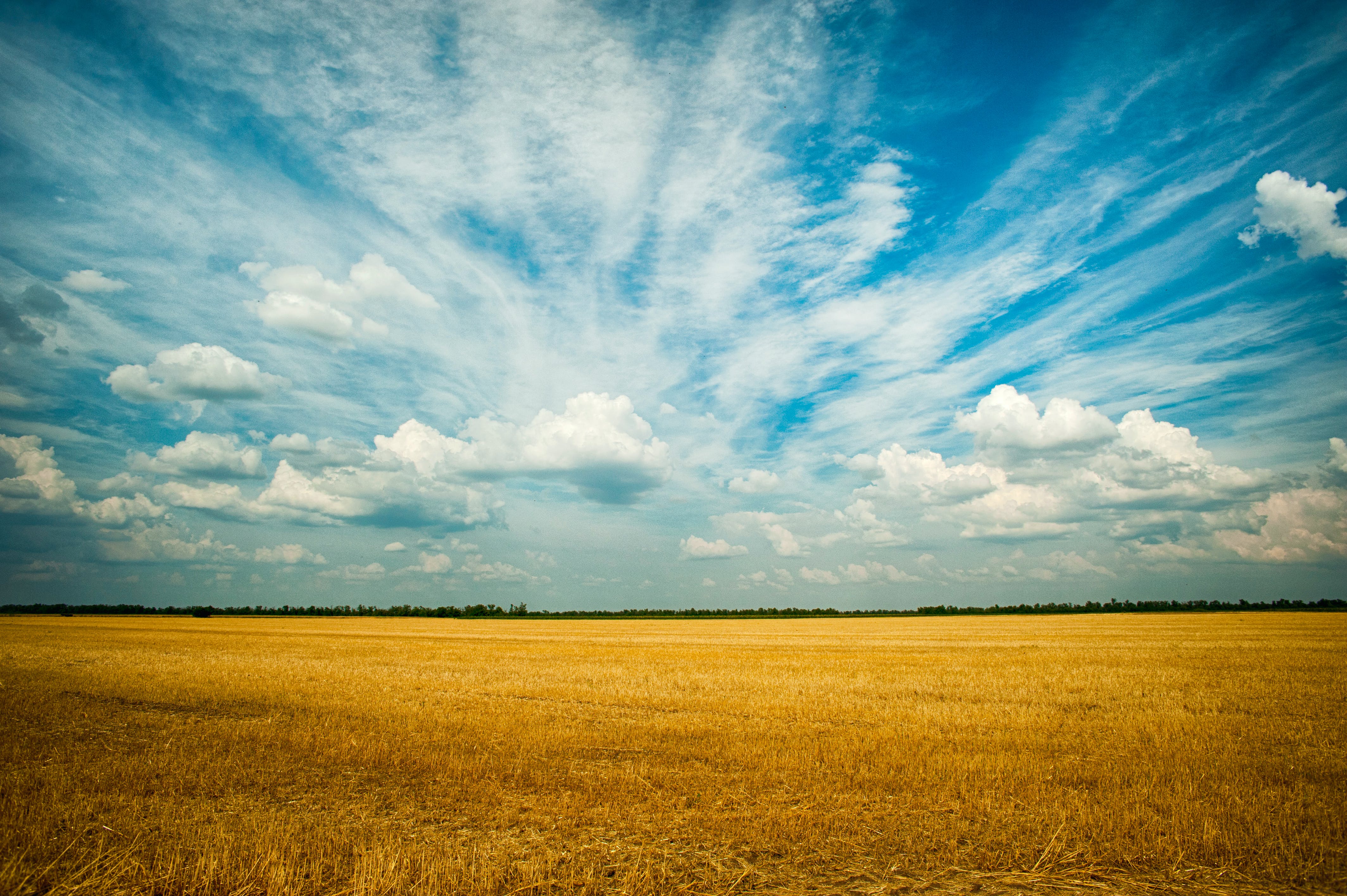 Campo de trigo ao pôr do sol